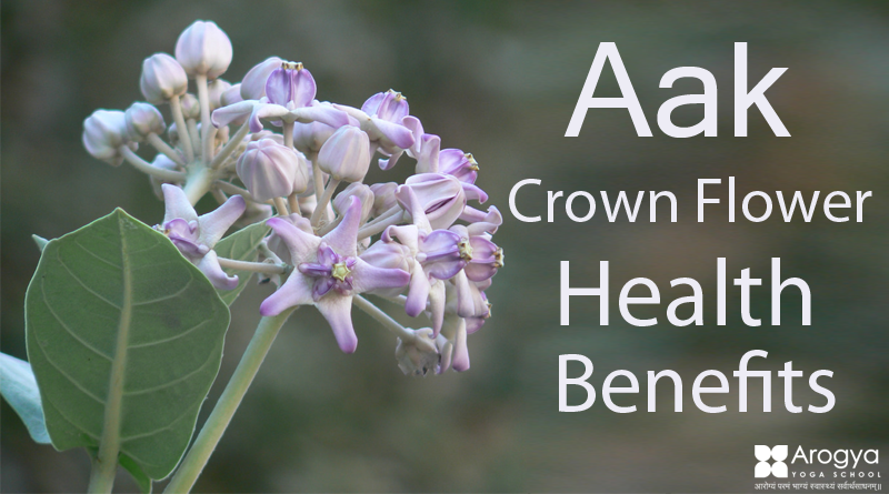 Health Benefits of Aak