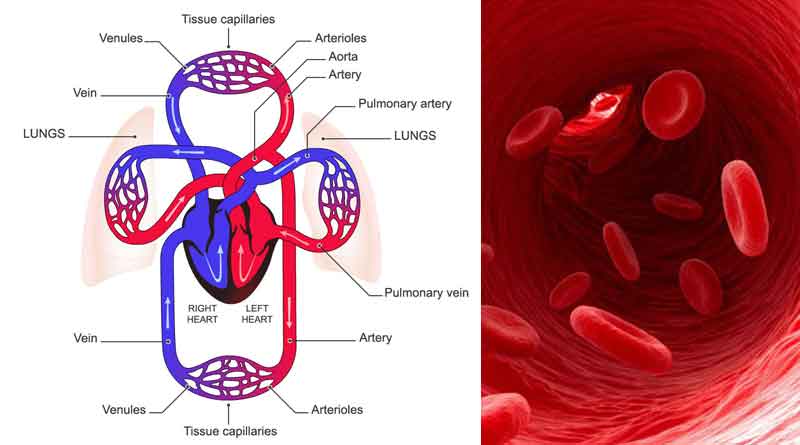 Blood-circulatory-system - Yoga in Rishikesh