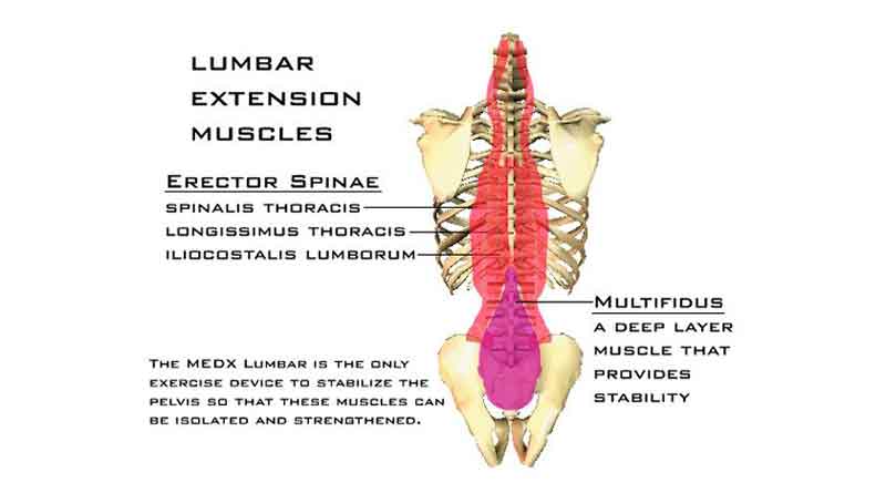 Strengthens your spine