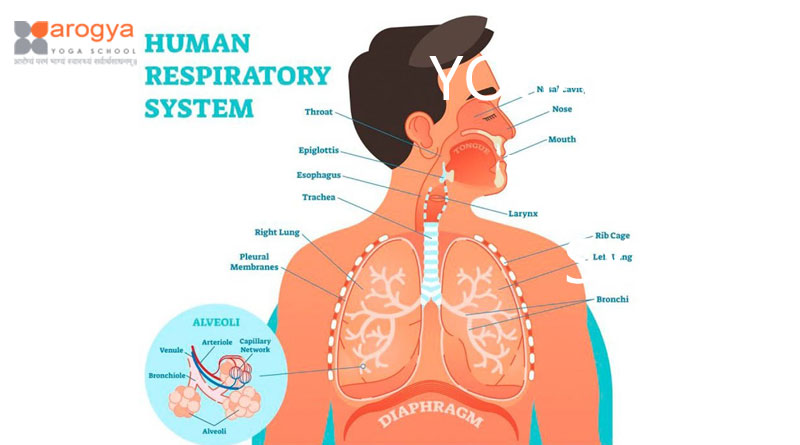 YOGA HELPS RESPIRATORY SYSTEM