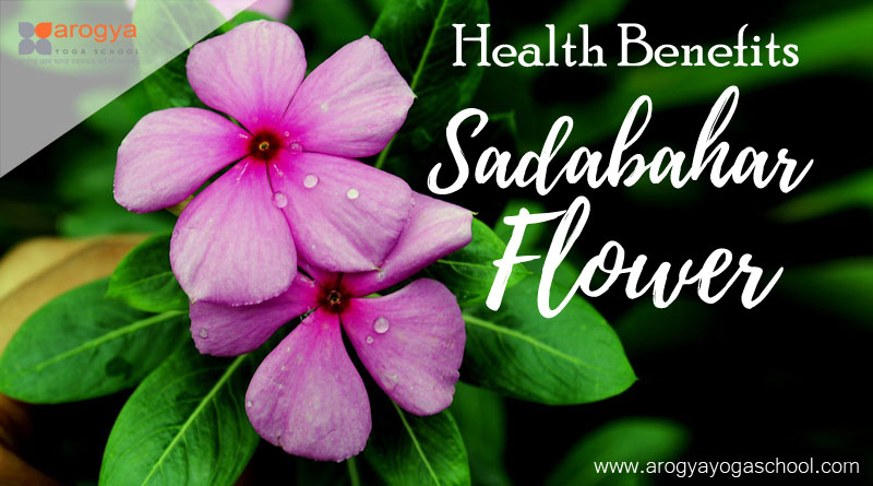 health benefits of sadabahar flower