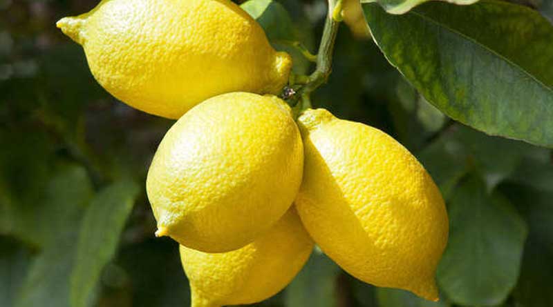 Health Benefits Of Lemon