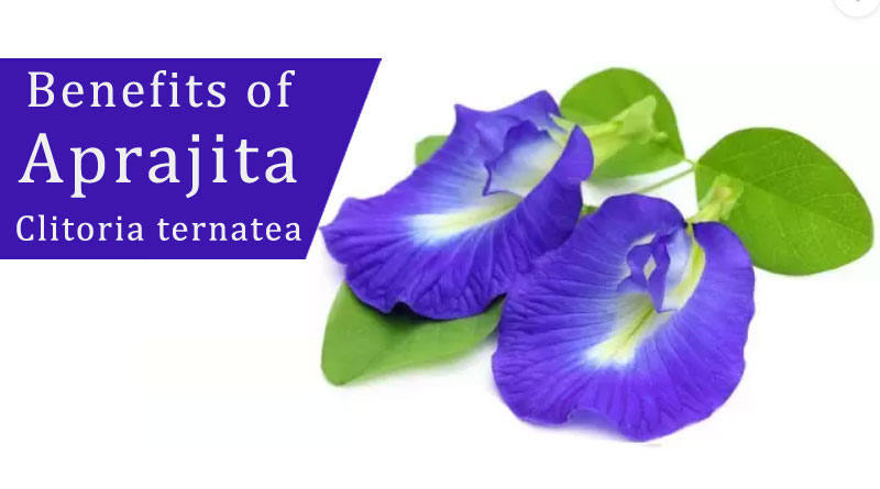 Health Benefits of Aprajita, Clitoria ternatea