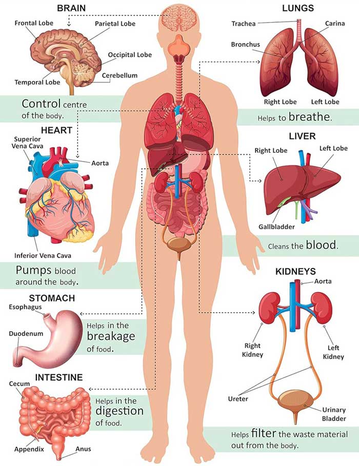 Human Body Anatomy Organs and Their Functions