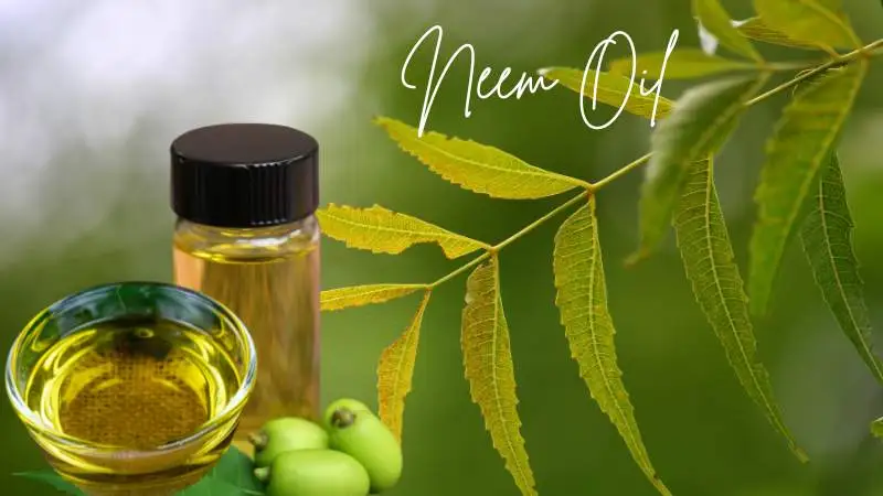 Neem Oil
