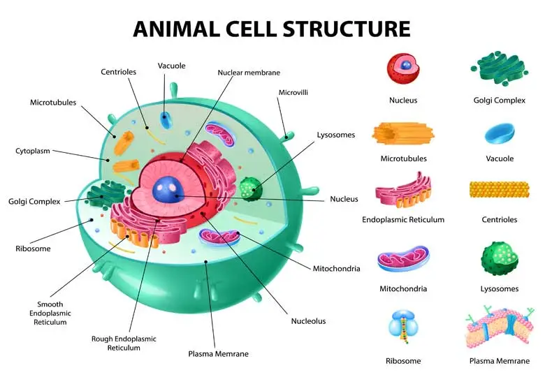 animal cell anatomy