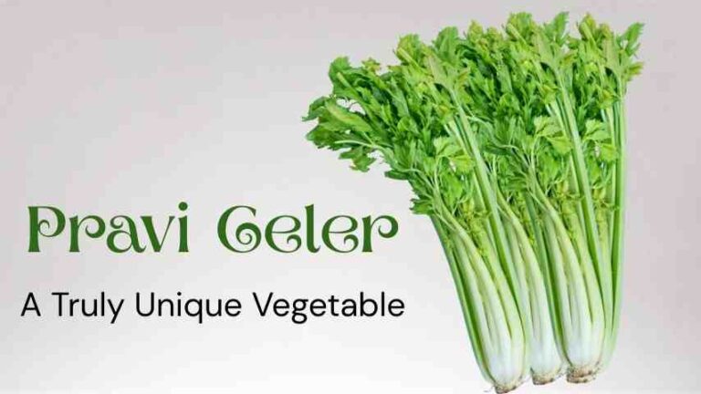 Pravi Celer