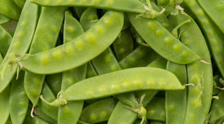 Snow Peas