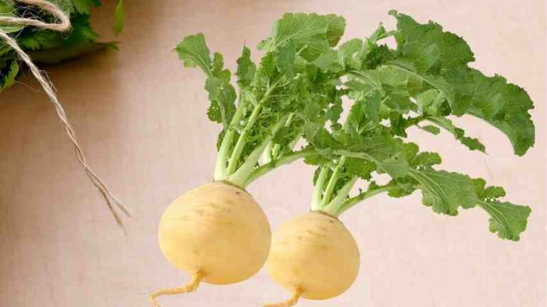 Klemroot