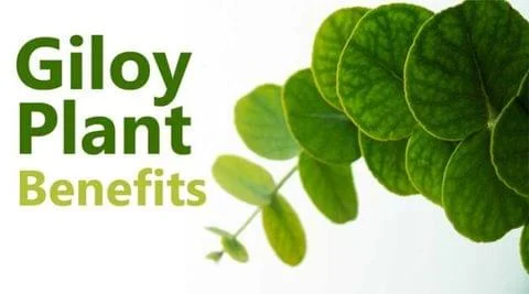 Ayurveda Archives -